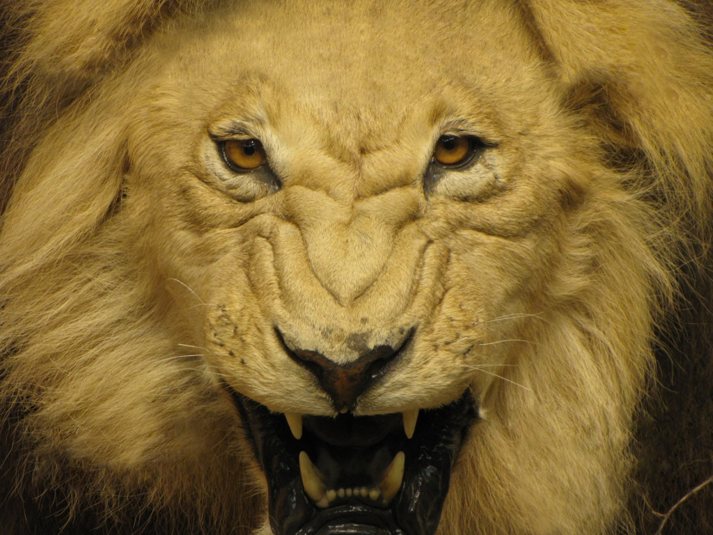 Как переводится лев. The Lion Roars. Lion quotes. Обои Galaxy Themes Lions Roar.